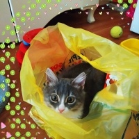 Brazilian Shorthair, Kedi  Prenses06 fotoğrafı