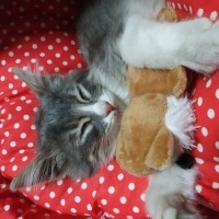 Brazilian Shorthair, Kedi  Prenses06 fotoğrafı
