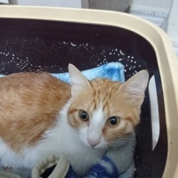 Sarman, Kedi  Zilli fotoğrafı