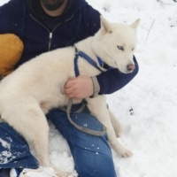 Sibirya Kurdu (Husky), Köpek  asil fotoğrafı