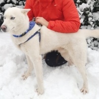 Sibirya Kurdu (Husky), Köpek  asil fotoğrafı