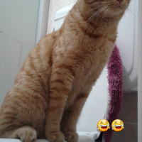 Tekir Kedi, Kedi  bal fotoğrafı