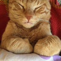 Tekir Kedi, Kedi  bal fotoğrafı