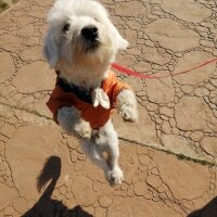 Maltese, Köpek  Minti fotoğrafı