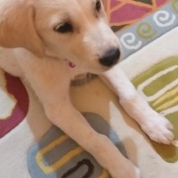 Golden Retriever, Köpek  HODOR fotoğrafı