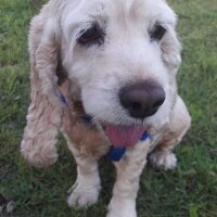 Amerikan Cocker Spaniel, Köpek  merve fotoğrafı