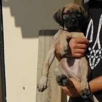 Presa Canario, Köpek  zeyna_hs fotoğrafı