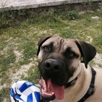 Presa Canario, Köpek  zeyna_hs fotoğrafı