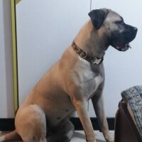 Presa Canario, Köpek  zeyna_hs fotoğrafı