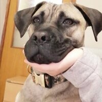 Presa Canario, Köpek  zeyna_hs fotoğrafı