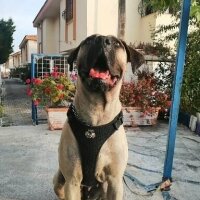 Presa Canario, Köpek  zeyna_hs fotoğrafı