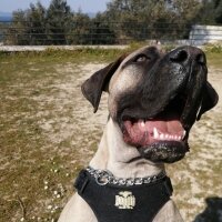 Presa Canario, Köpek  zeyna_hs fotoğrafı