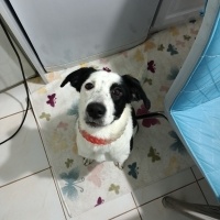 Border Collie, Köpek  Leydi fotoğrafı