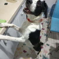 Border Collie, Köpek  Leydi fotoğrafı