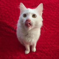 Ankara Kedisi, Kedi  Merlin fotoğrafı