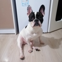 Fransız Bulldog, Köpek  LOUİS fotoğrafı