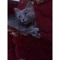 Mavi Rus, Kedi  Puki fotoğrafı