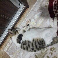 Tekir Kedi, Kedi  Can fotoğrafı