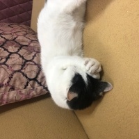 Tekir Kedi, Kedi  Bulut fotoğrafı
