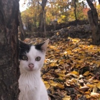 Tekir Kedi, Kedi  Bulut fotoğrafı