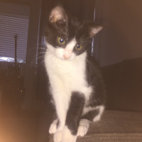 Tekir Kedi, Kedi  Zeytin fotoğrafı
