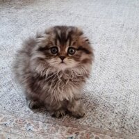 Scottish Fold, Kedi  Spark fotoğrafı