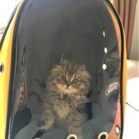 Scottish Fold, Kedi  Spark fotoğrafı