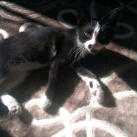Tuxedo (Smokin) Kedi, Kedi  Minnoş fotoğrafı