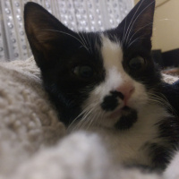 Tuxedo (Smokin) Kedi, Kedi  Minnoş fotoğrafı