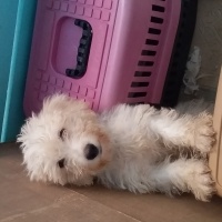Maltese, Köpek  Cesur fotoğrafı