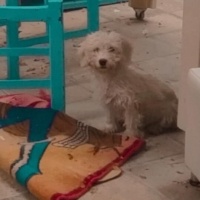 Maltese, Köpek  Cesur fotoğrafı
