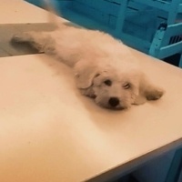 Maltese, Köpek  Cesur fotoğrafı
