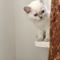 Scottish Fold, Kedi  Scottısh straight fotoğrafı