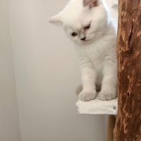 Scottish Fold, Kedi  Scottısh straight fotoğrafı