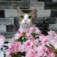 Tekir Kedi, Kedi  Boncuk fotoğrafı