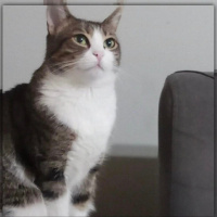 Tekir Kedi, Kedi  Boncuk fotoğrafı