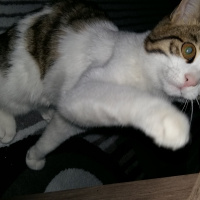 Tekir Kedi, Kedi  duman  fotoğrafı
