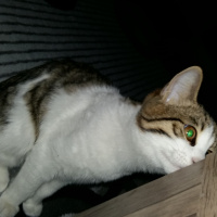 Tekir Kedi, Kedi  duman  fotoğrafı