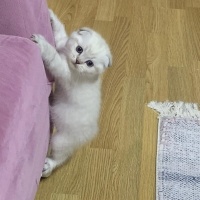 Scottish Fold, Kedi  Scottish fold fotoğrafı