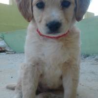 Golden Retriever, Köpek  Rüzgar fotoğrafı