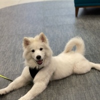 Samoyed, Köpek  Ayvar fotoğrafı