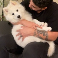 Samoyed, Köpek  Ayvar fotoğrafı