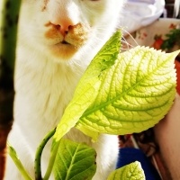 Tekir Kedi, Kedi  Charlie fotoğrafı