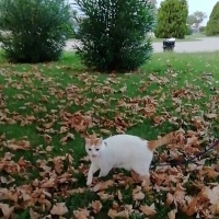 Tekir Kedi, Kedi  Charlie fotoğrafı