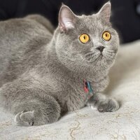 British Shorthair, Kedi  Bulut fotoğrafı