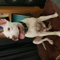 Amerikan Staffordshire Terrier, Köpek  Müdür fotoğrafı