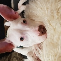 Amerikan Staffordshire Terrier, Köpek  Müdür fotoğrafı