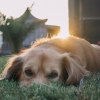 Golden Retriever, Köpek  Tesla fotoğrafı