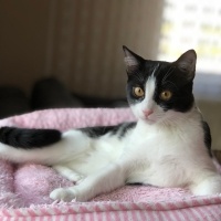 Tuxedo (Smokin) Kedi, Kedi  Brith fotoğrafı