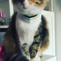 Tekir Kedi, Kedi  Latte fotoğrafı